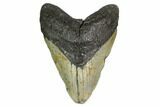 Fossil Megalodon Tooth - North Carolina #158223-1